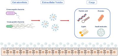 Emerging therapeutic role of gut microbial extracellular vesicles in neurological disorders